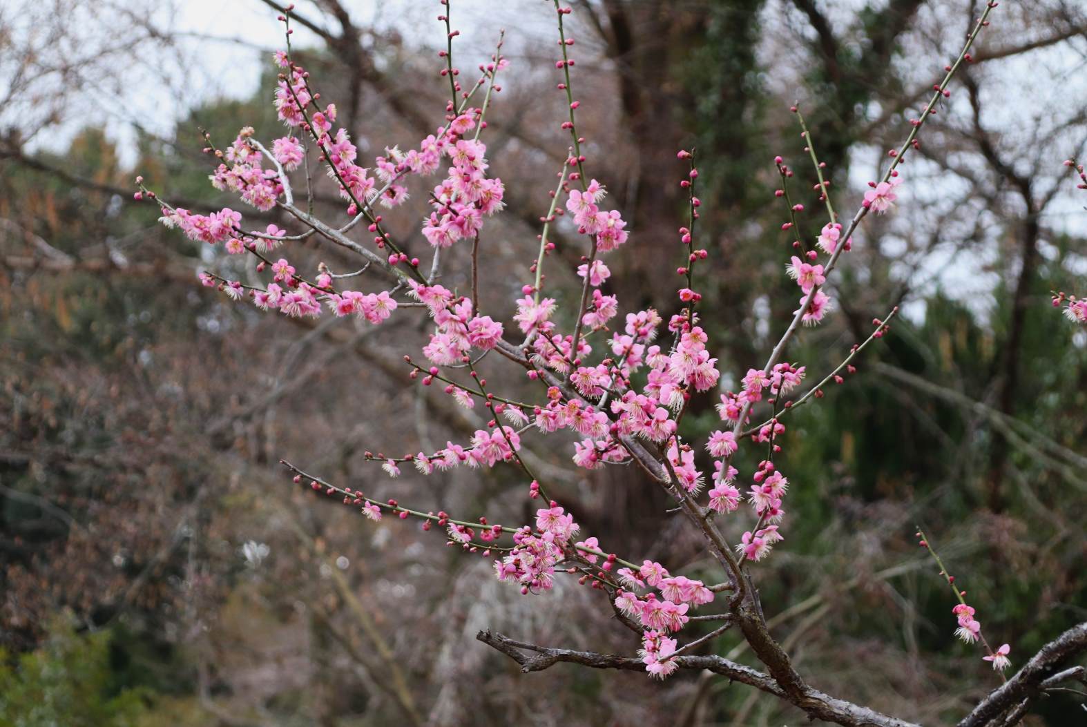 京都府立植物園　梅が盛りに_e0048413_22005983.jpg