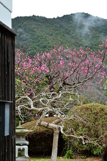 2024-2-20/22　自宅の庭に咲きだしたサクラソウ、伏見八幡神社、大和郡山市 松尾寺－河内長野市流谷の里、和泉リサイクル環境公園_a0216227_13442809.gif