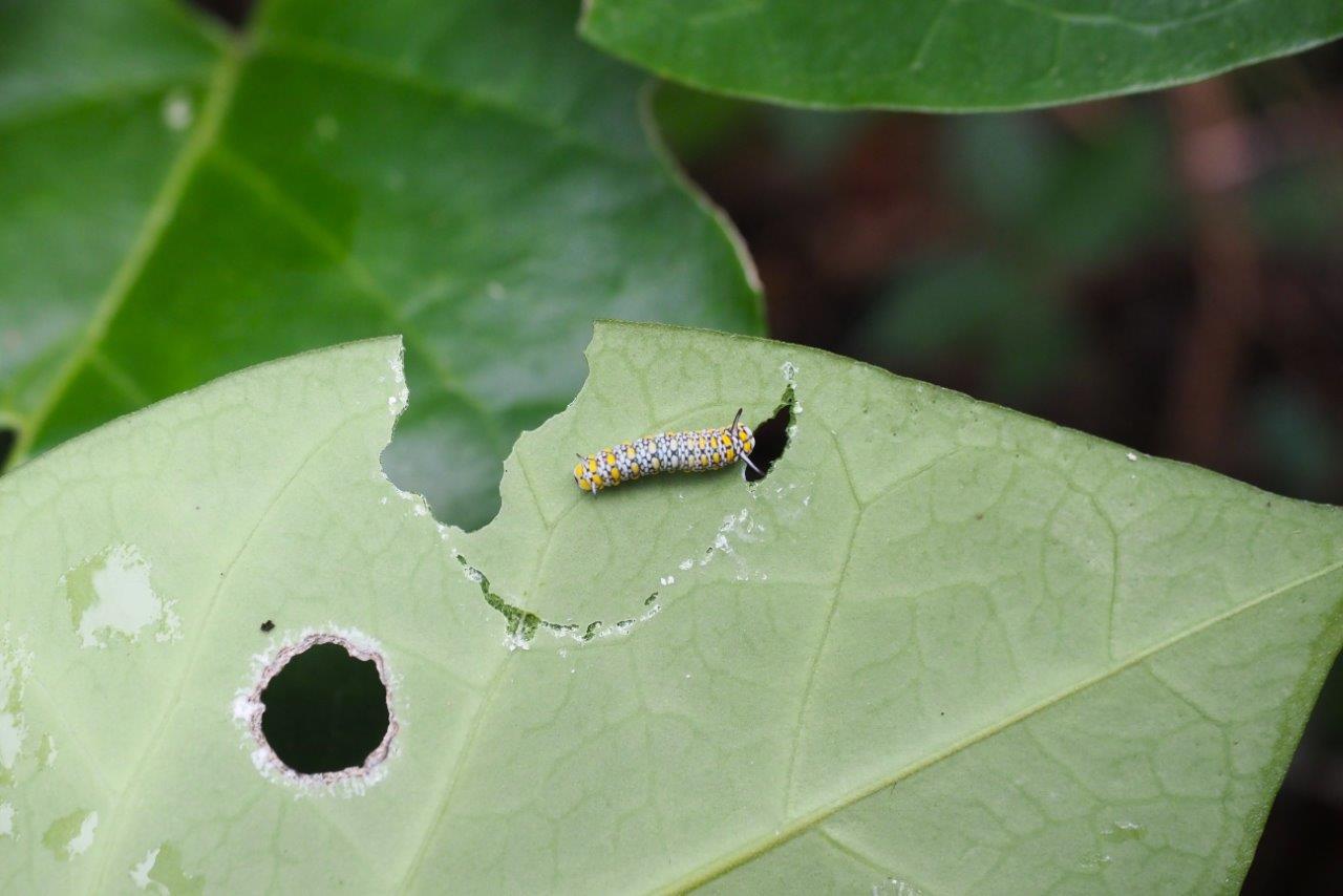 冬も少しずつ成長するアサギマダラの幼虫_e0224357_20312643.jpg