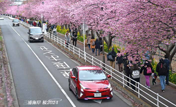 ここで 桜、満開！ 『三浦海岸桜2024』⑨_d0251161_11374739.jpg