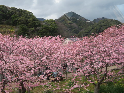 ミモザと河津桜の美しさ_e0164519_09055999.jpg