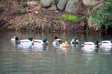 明石公園でバードウォッチング_c0218841_16085279.jpg