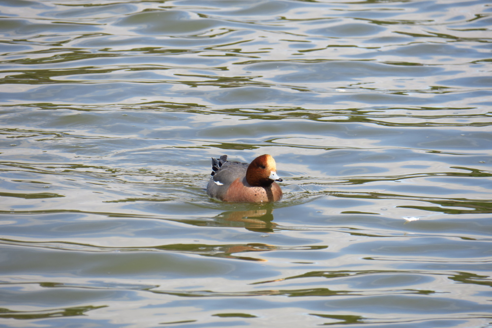 明石公園でバードウォッチング_c0218841_16101826.jpg