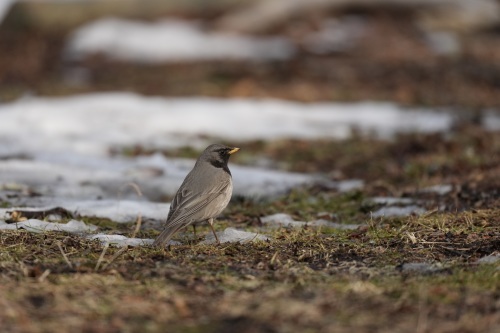 Black-throated Thrush_c0136654_00212475.jpeg