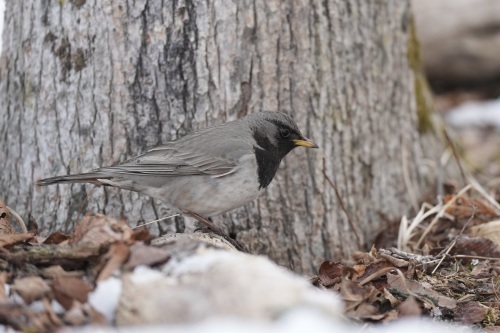 Black-throated Thrush_c0136654_00220689.jpeg