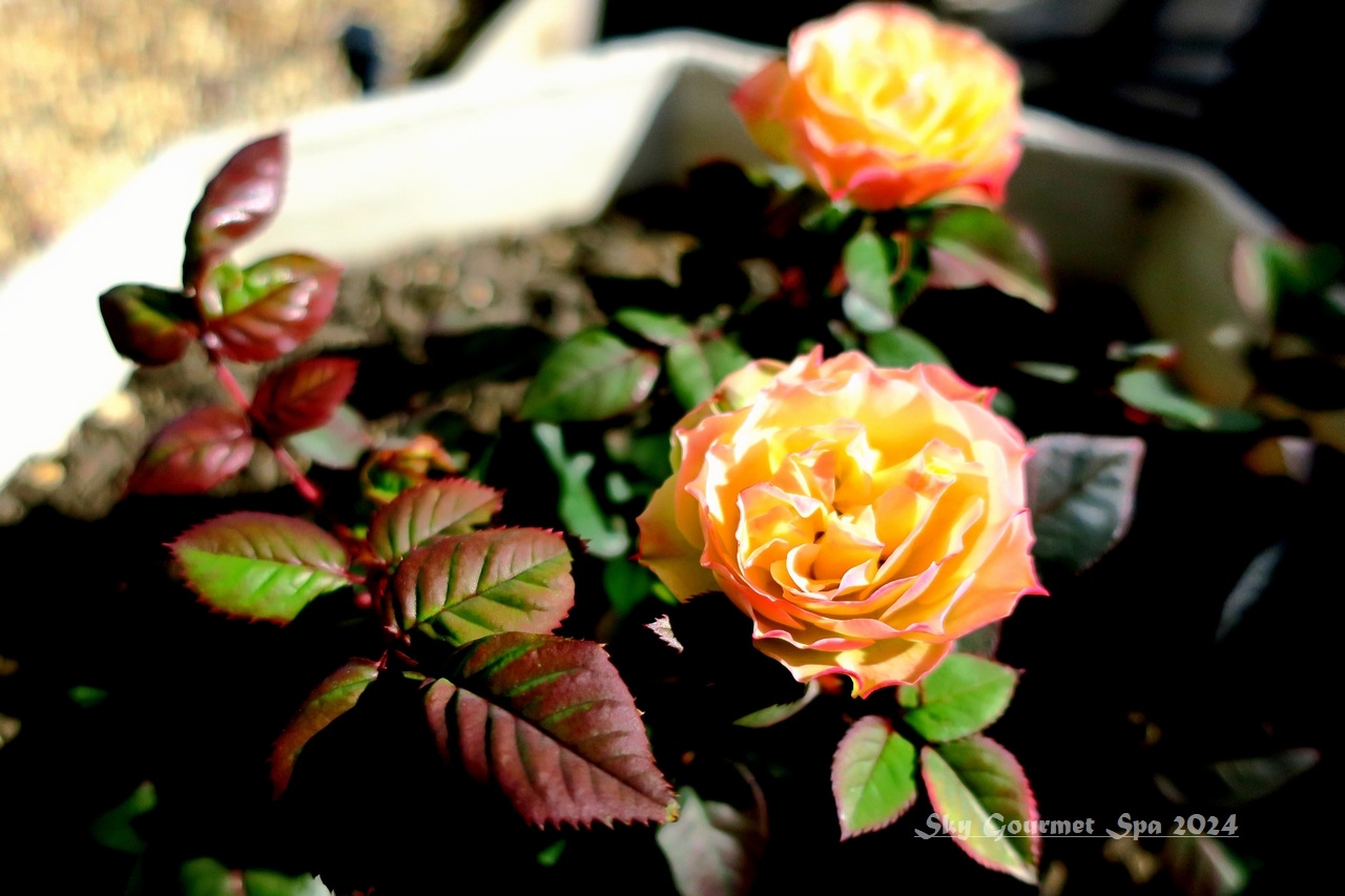 ◆ 「ベランダの花たち」～春の息吹～（2024年2月）_d0316868_09134216.jpg