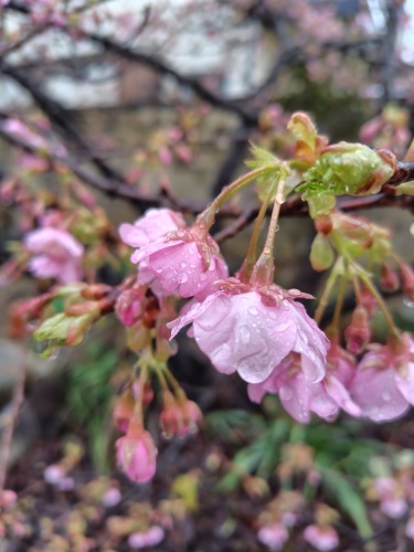 実家の河津桜が咲き出した_e0351303_22124788.jpg