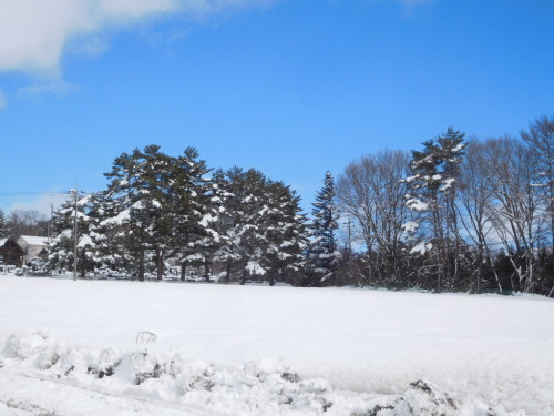 また雪でした_d0159941_23264106.jpg