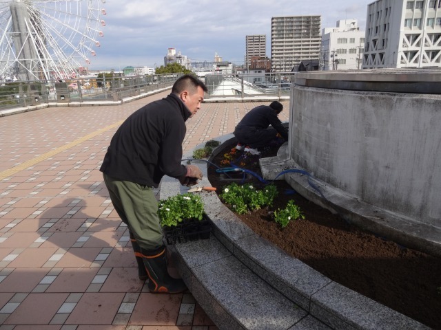 名古屋港水族館前花壇の植栽R6.2.20_d0338682_08154851.jpg