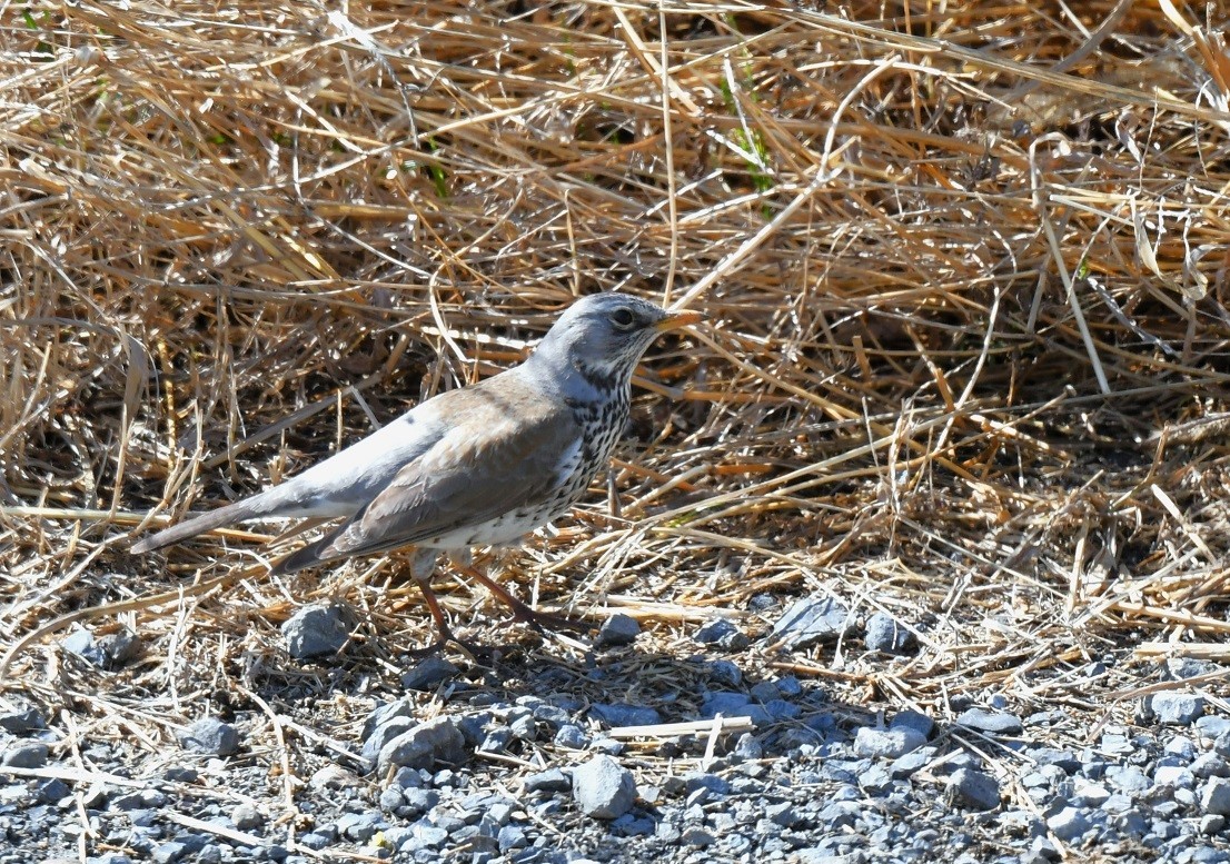 Fieldfare   / 　ノハラツグミ_f0350530_20535834.jpg