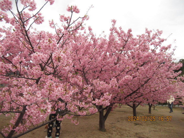 シ一マ一ト横の河津桜、満開情報で！_f0113862_17133895.jpg