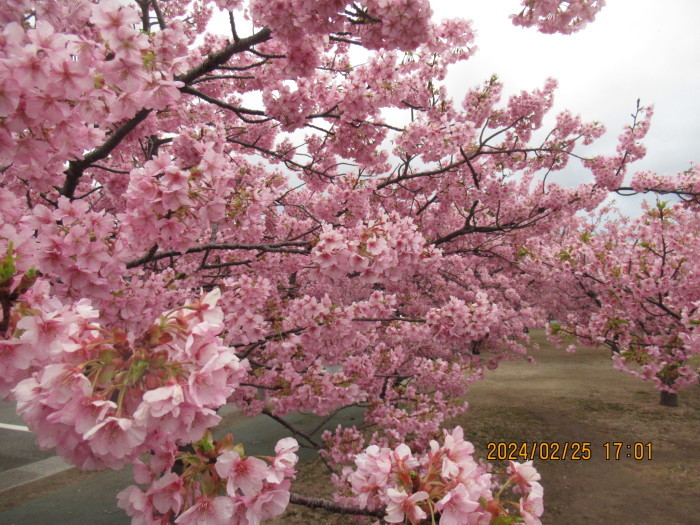 シ一マ一ト横の河津桜、満開情報で！_f0113862_17171053.jpg