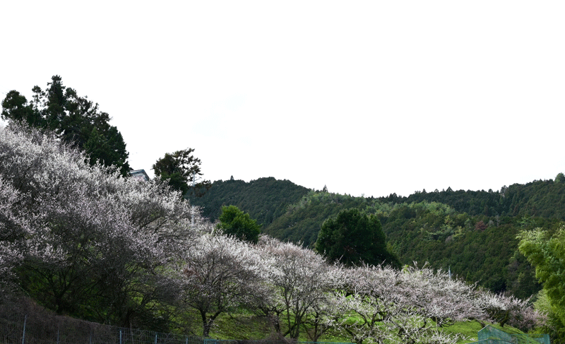 2024-2-26  春の香りを求めて　九度山町、隅田町恋野、五條市火打、天保山 阪合部新田町、西吉野町賀名生、広陵町馬見丘陵へ。_a0216227_21170834.gif