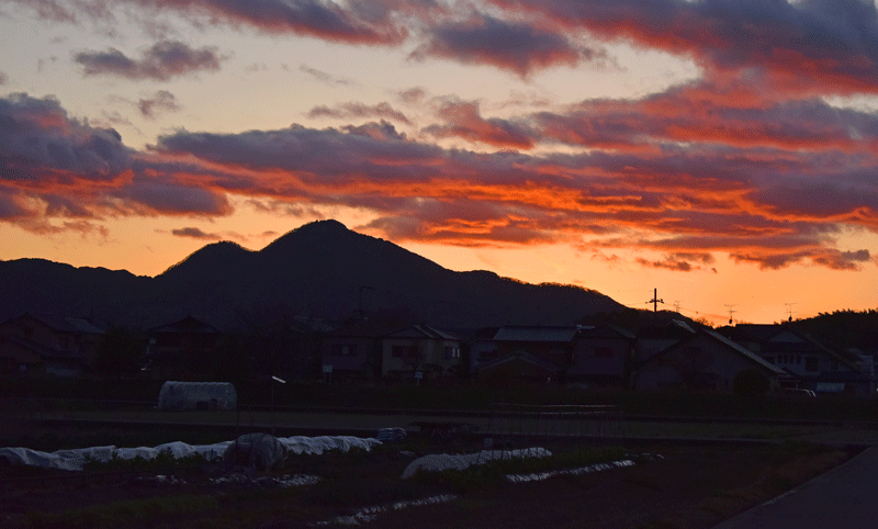 2024-2-26  春の香りを求めて　九度山町、隅田町恋野、五條市火打、天保山 阪合部新田町、西吉野町賀名生、広陵町馬見丘陵へ。_a0216227_23315274.gif