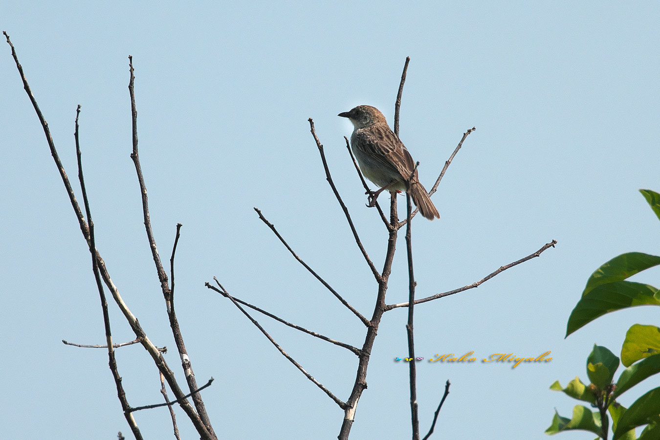 ＊エリフセッカ（ Croaking Cisticola）_d0013455_15215684.jpg