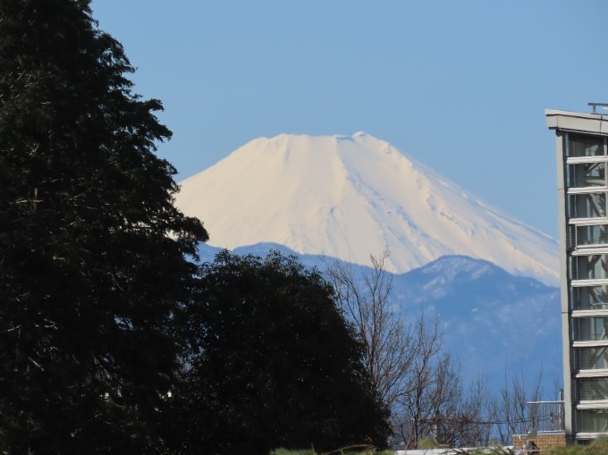 都立神代植物公園で（２月２８日投稿）_f0161757_14425652.jpg