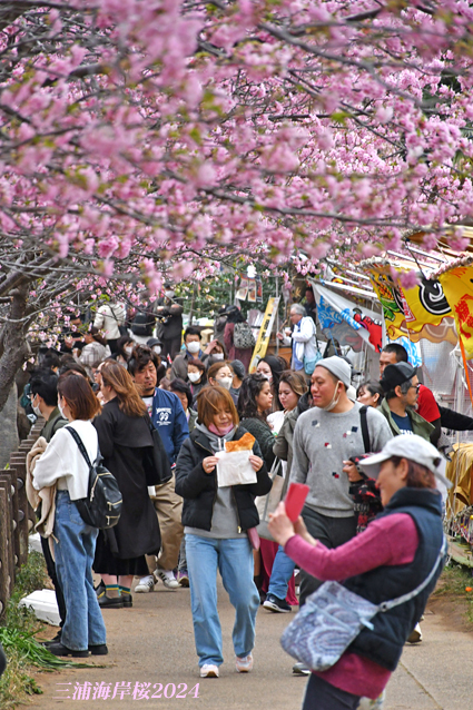 ここで桜、満開！ 『三浦海岸桜2024』⑩_d0251161_09115748.jpg