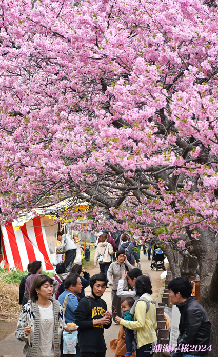 ここで桜、満開！ 『三浦海岸桜2024』⑩_d0251161_09224437.jpg