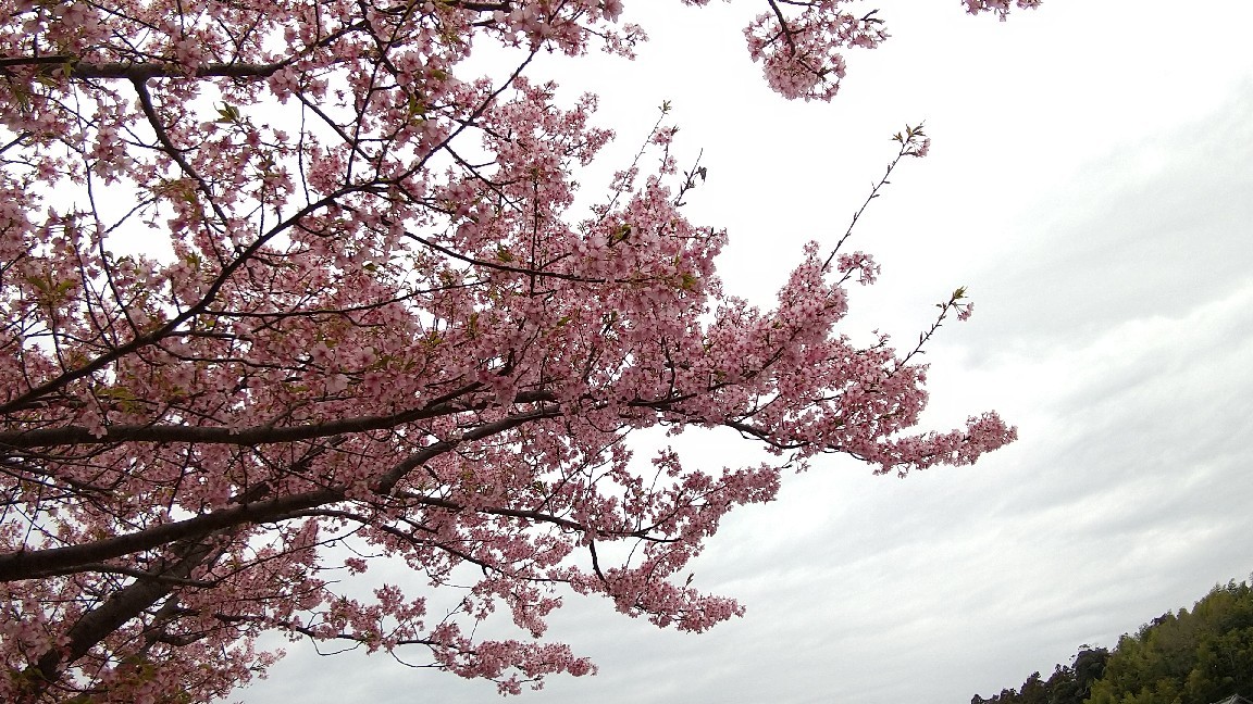 散り始めの東大山の河津桜_b0393328_13413474.jpg