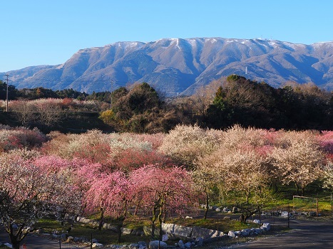 しだれ梅の梅林と春の妖精　　　いなべ市梅林公園・大久保・龍樹神社　　　_c0303868_07380805.jpg