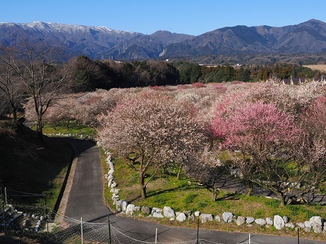 しだれ梅の梅林と春の妖精　　　いなべ市梅林公園・大久保・龍樹神社　　　_c0303868_08550681.jpg