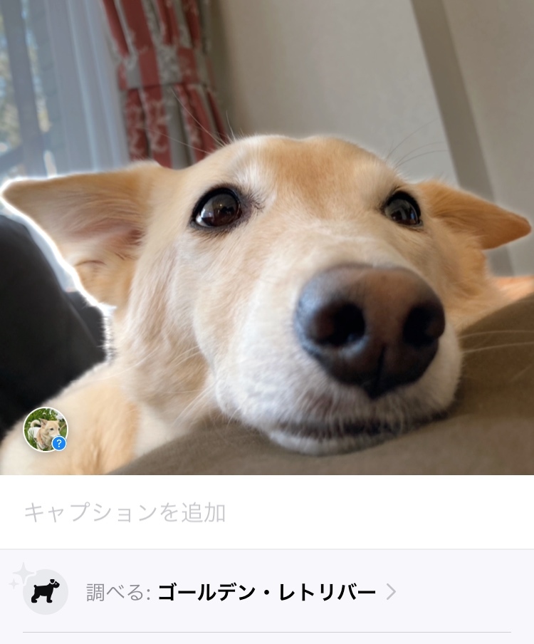 雑種犬の楽しみ_e0351070_21585897.jpeg