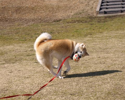 大和と飛鳥丸の軌跡　#14_c0257276_11384604.jpg