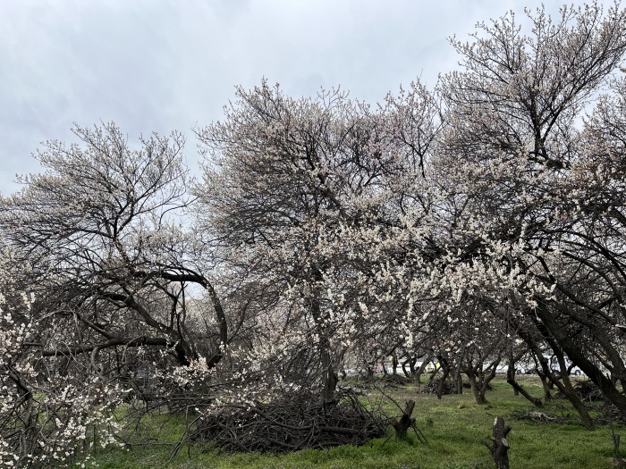 白梅と桜・・・（４９２６）_e0349324_17410289.jpeg