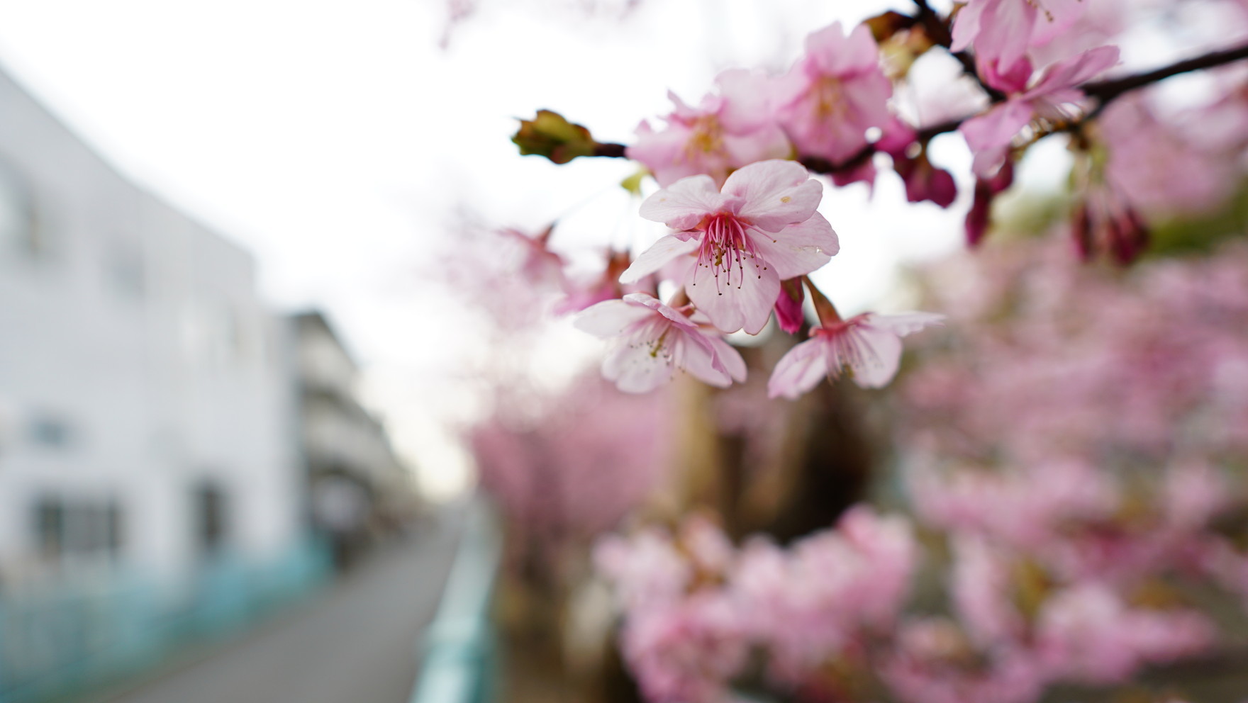 桜 咲き出しました_f0203707_10403825.jpg