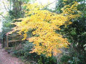 モミジ追っかけ遍路❸ 81番白峯寺の紅葉_f0213825_08522903.jpg