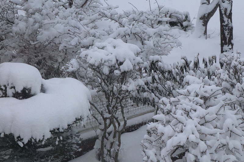 3月2日（土）　今朝の雪は_b0250154_15131114.jpg