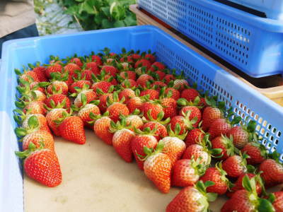 熊本県限定栽培品種のイチゴ『熊紅』大好評販売中！朝採りの完熟イチゴを美味しさと安全にこだわってお届け_a0254656_18483953.jpg