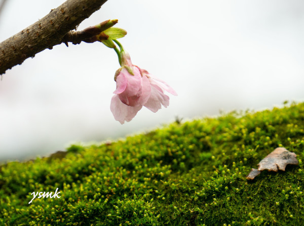 寒桜の季節・・・3月に_a0103464_09470041.jpg