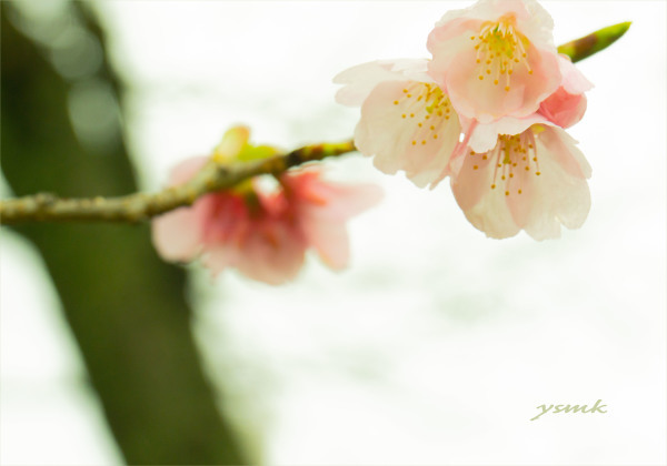 寒桜の季節・・・3月に_a0103464_09471048.jpg