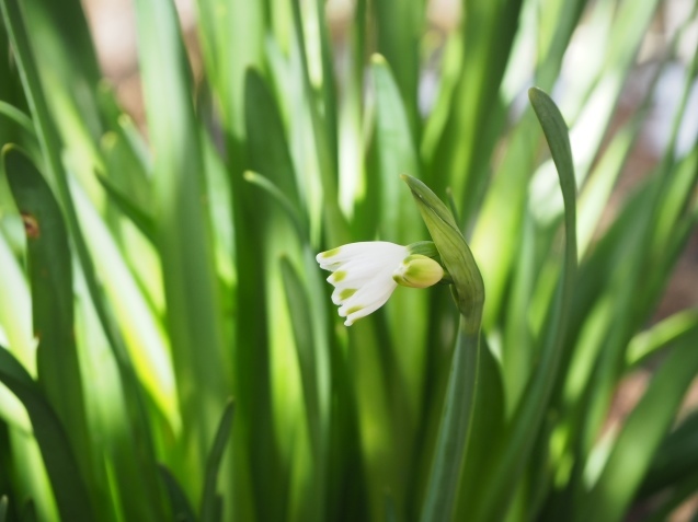 3月　庭の小さな花_d0298687_17025799.jpg