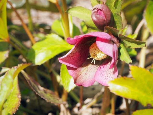 3月　庭の小さな花_d0298687_17032250.jpg