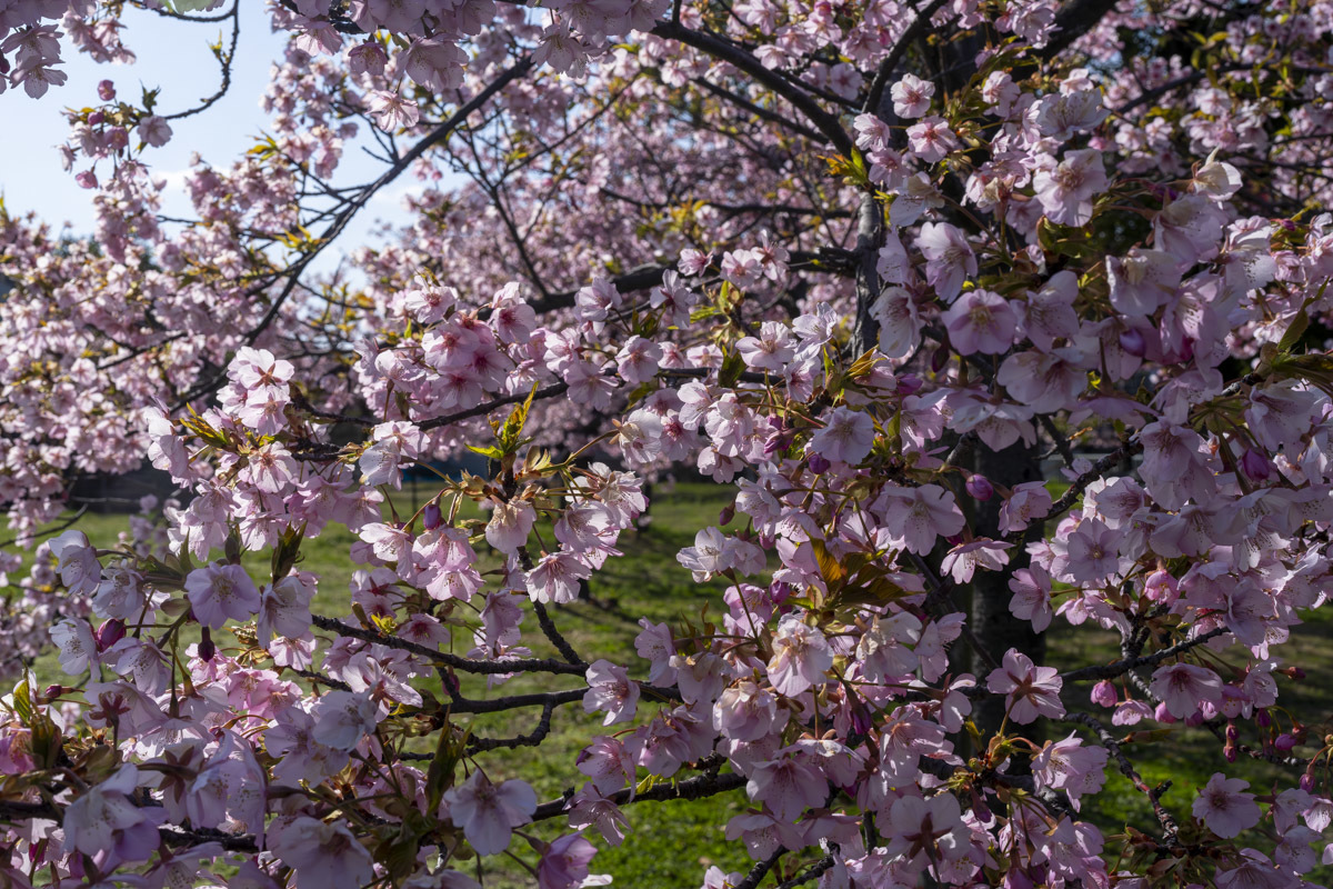 咲きました。川津桜_f0364214_17484795.jpg