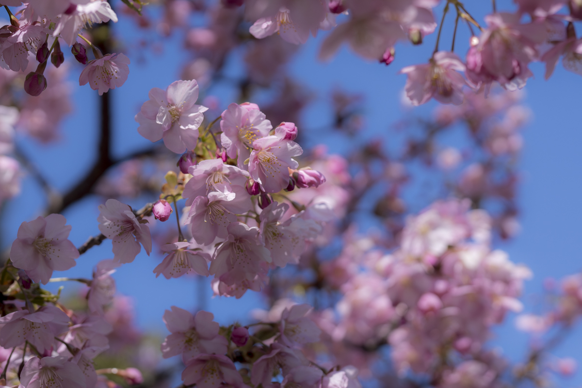 咲きました。川津桜_f0364214_17485237.jpg