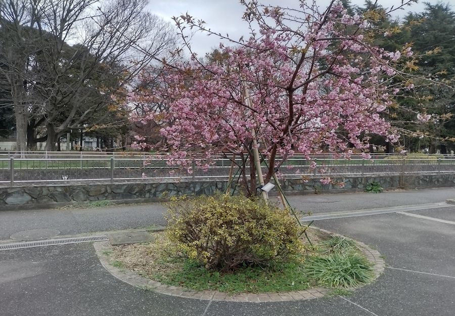 善福寺川沿いに咲く河津桜_b0089323_17585594.jpg