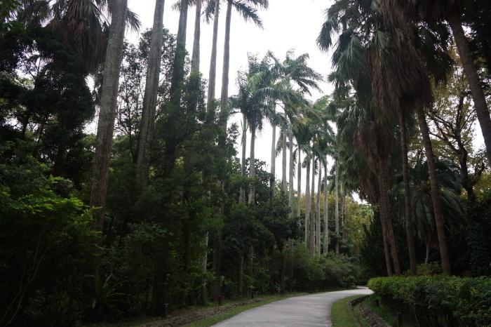 再会の台湾11　台北植物園に行く_a0129636_08441862.jpg