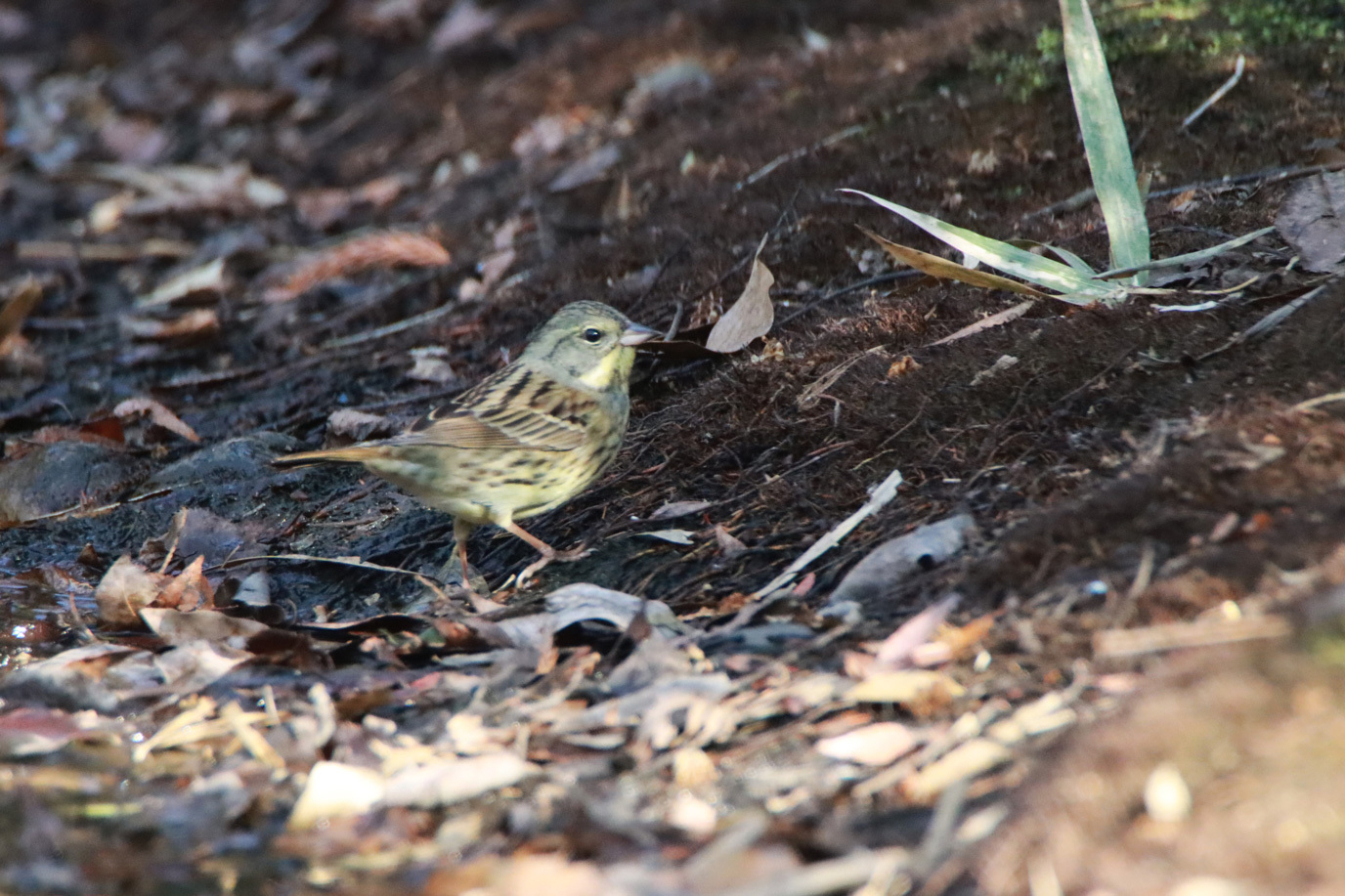 野鳥撮影_e0291438_16552171.jpg