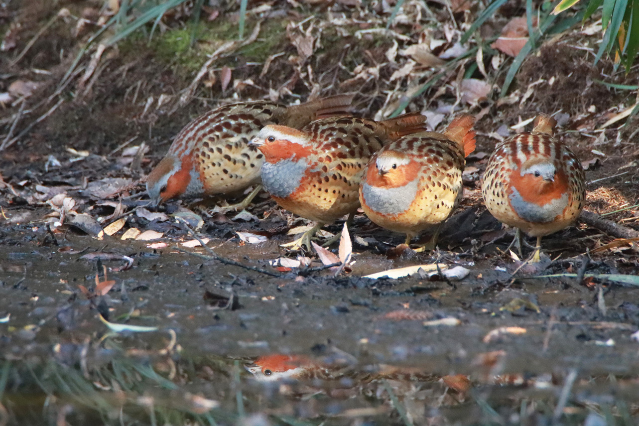 野鳥撮影_e0291438_16565856.jpg