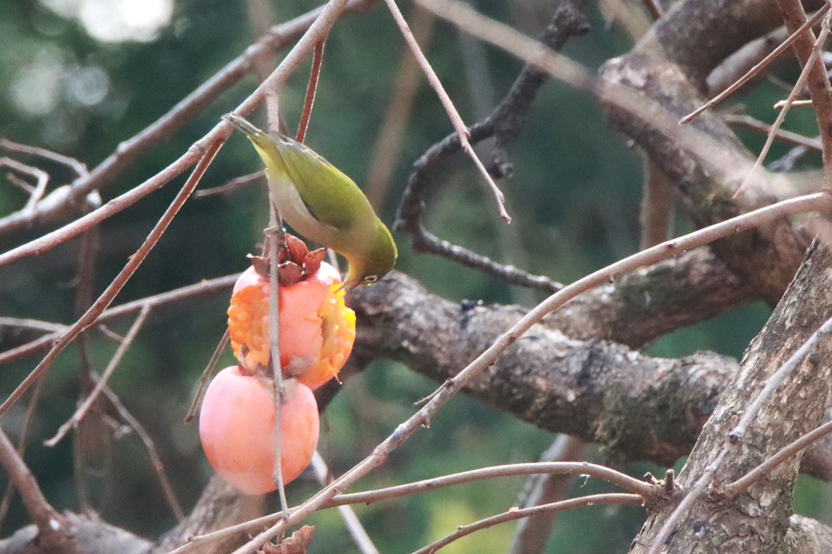 野鳥撮影_e0291438_18415517.jpg