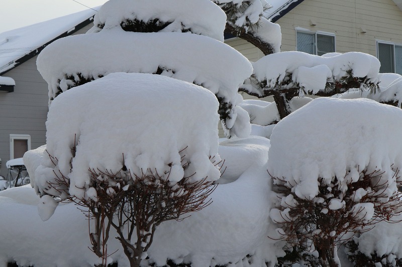 3月3日(日）　雪が積もった朝に_b0250154_21383831.jpg