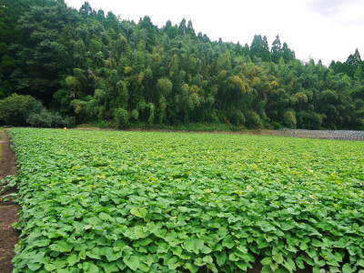 熊本県産サツマイモ(からいも）大好評販売中！令和6年の栽培スタート！種まきの様子を現地取材(前編)_a0254656_17493061.jpg