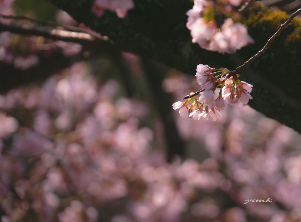 晴れ日に・・・・寒桜_a0103464_09413385.jpg