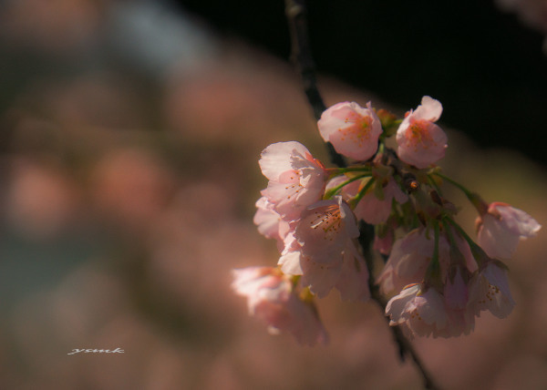 晴れ日に・・・・寒桜_a0103464_09415981.jpg