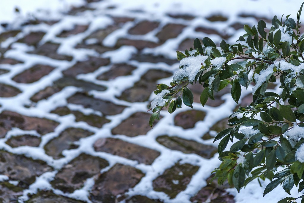 戻り冬、名残り雪_a0276584_13224620.jpg