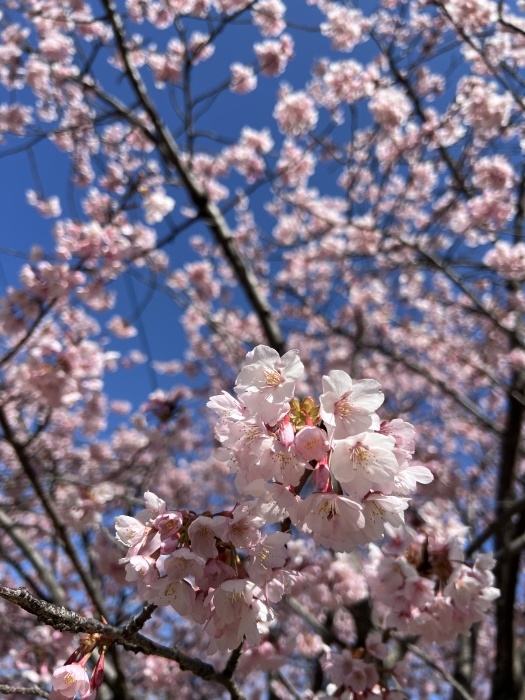 お花見散歩　徳島中央公園_d0043390_19401648.jpeg