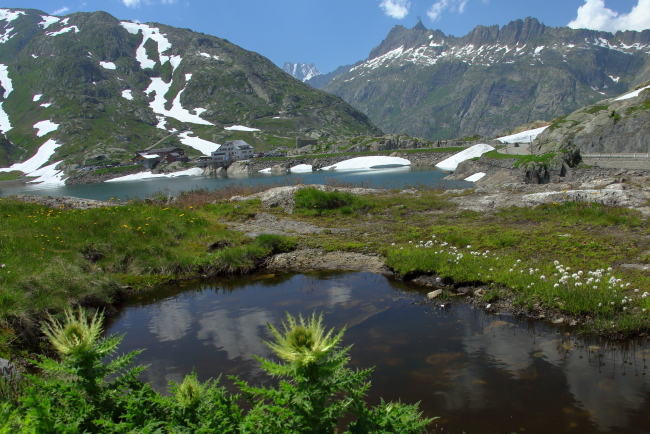 回想　スイスアルプス　4　最終便　花めぐりハイキング・観光_b0236595_18254630.jpg